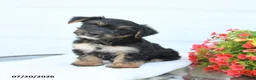 Morkie dogs for sale: Lucky - Ad 2