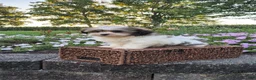 Mixed Breed dogs for sale: Ember - Ad 4