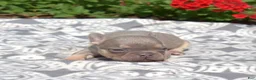 French Bulldog dogs for sale: Bleu - Ad 6