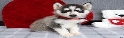 Siberian Husky dogs for sale: Carly - Ad 7