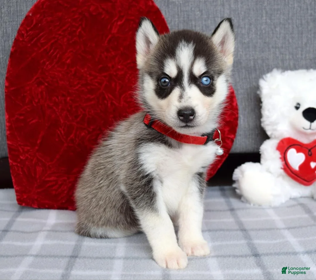 Siberian Husky dogs for sale: Carly - Ad 7