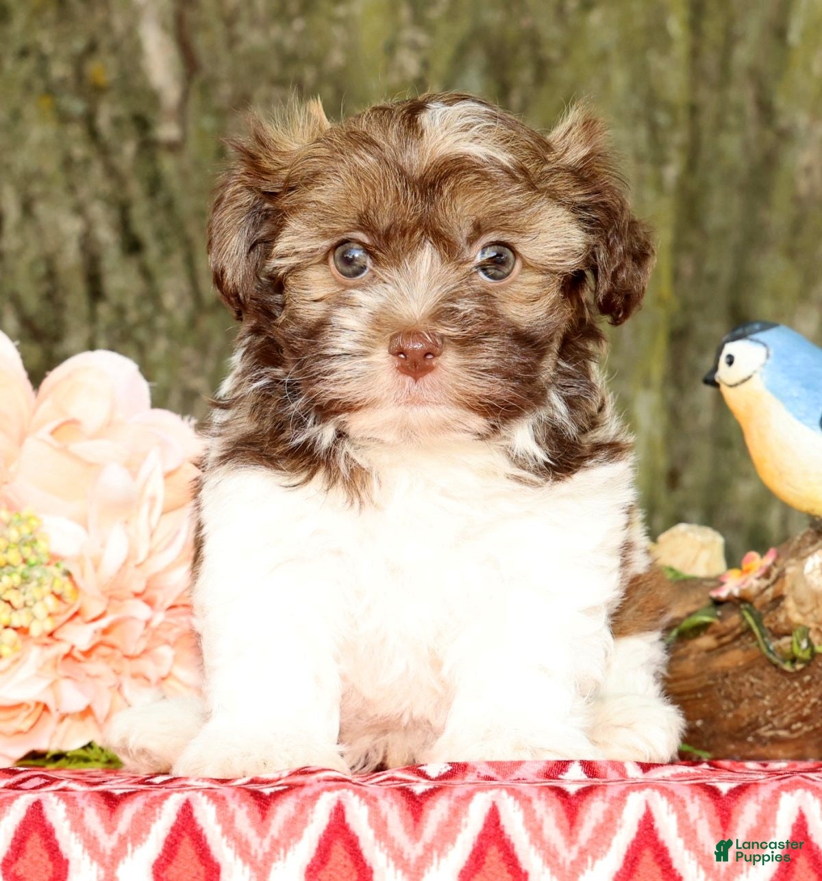 Havanese dogs for sale: Major - Ad 5
