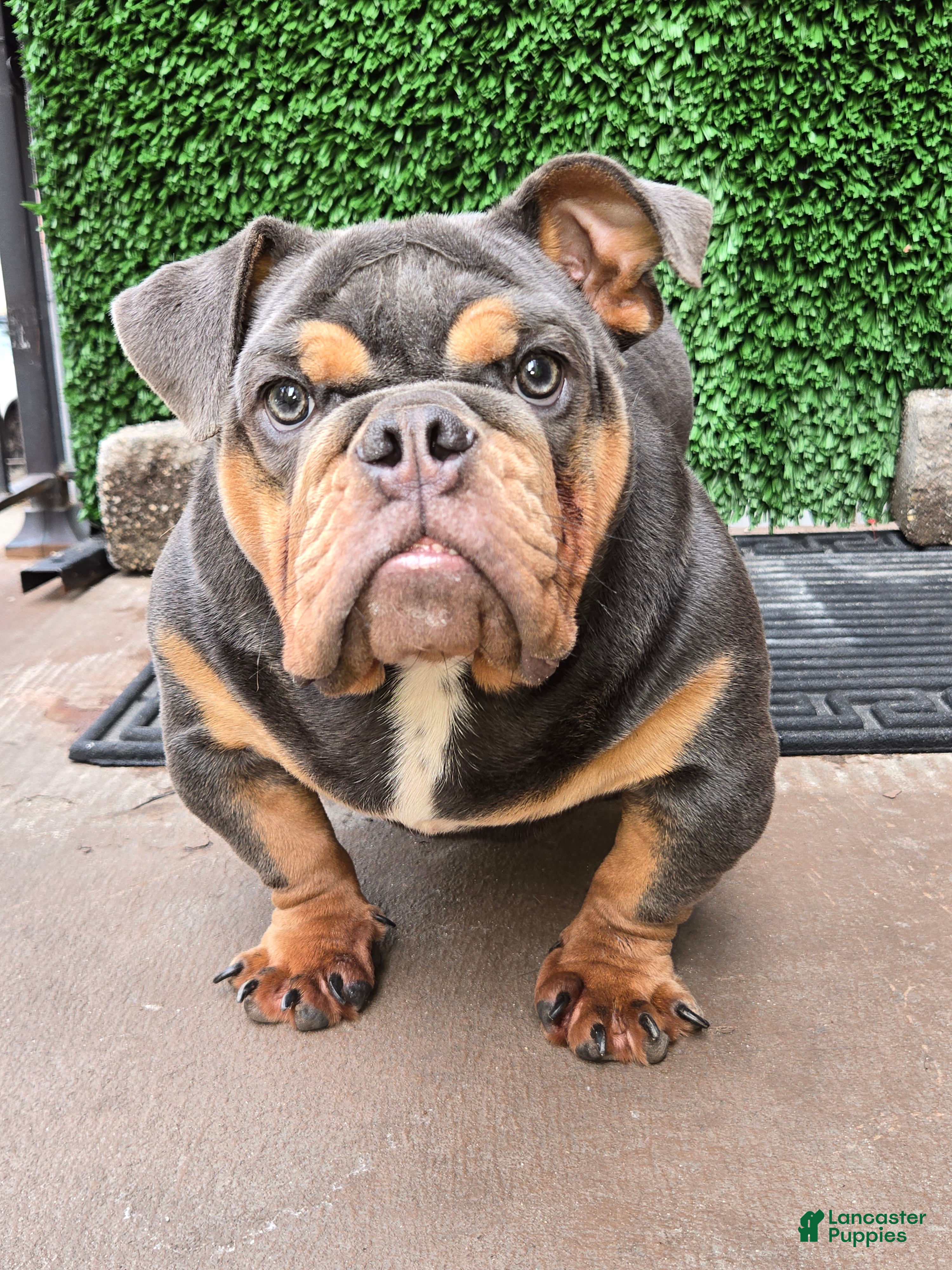 English Bulldog dogs for sale: English Bulldog 1 - Ad 1