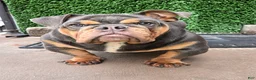 English Bulldog dogs for sale: English Bulldog 1 - Ad 1