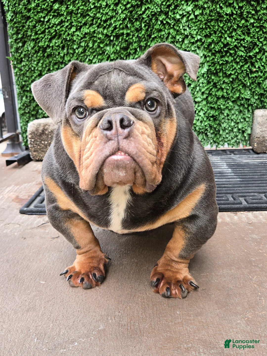 English Bulldog dogs for sale: English Bulldog 1 - Ad 1
