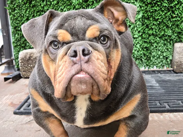 English Bulldog dogs for sale: English Bulldog 1 - Ad 1