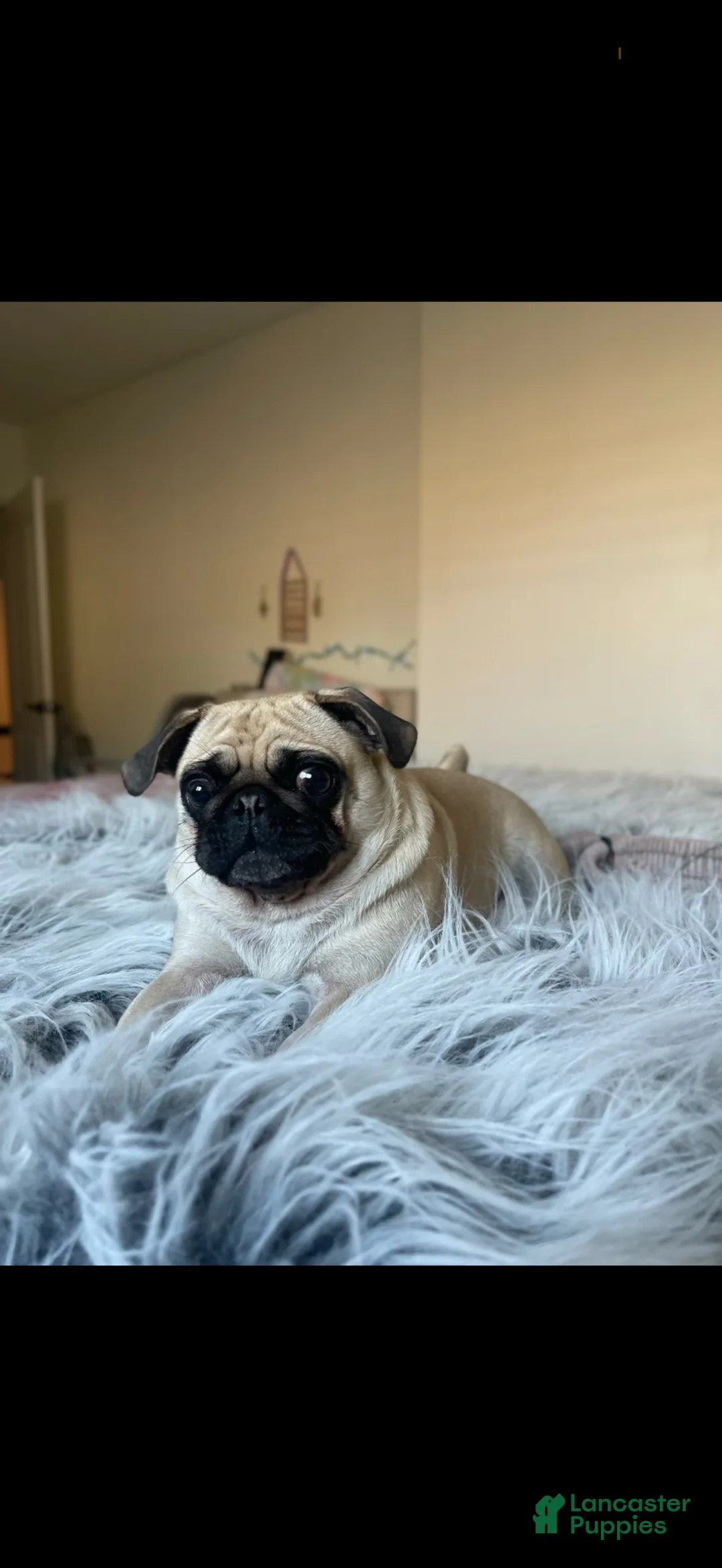 Mixed Breed dogs for sale: Nala - Ad 4