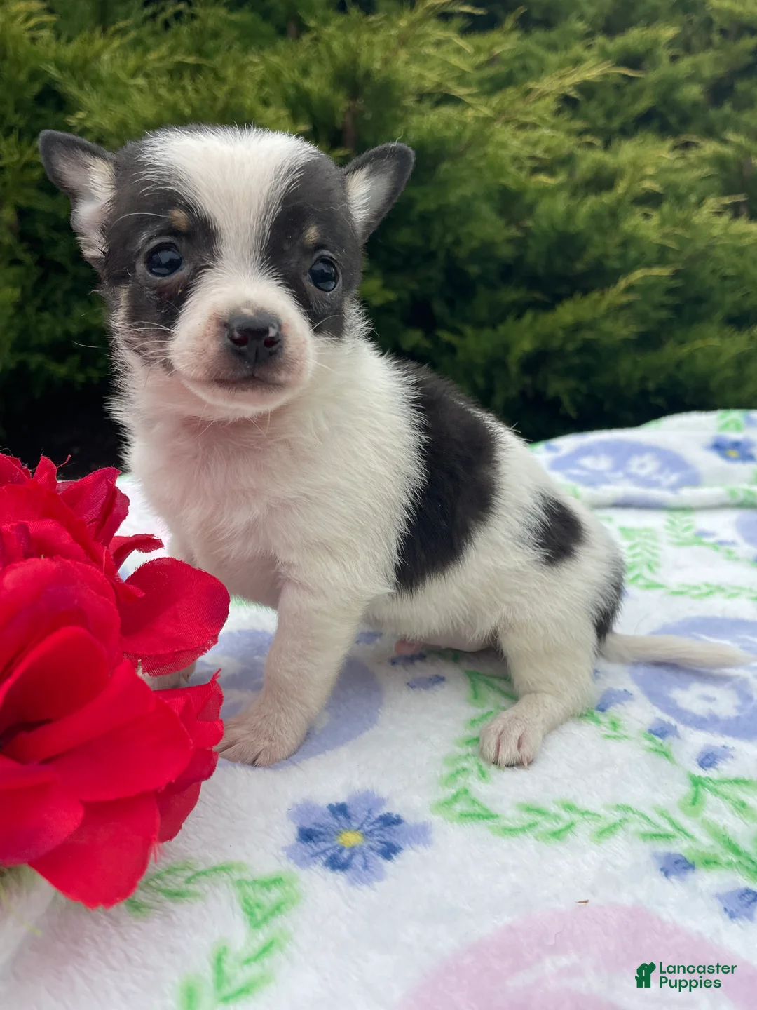 Chihuahua dogs for sale: Taco - Ad 4