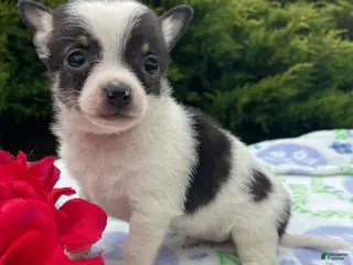 Chihuahua dogs Taco - Ad 26