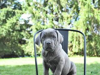 Cane Corso dogs - Ad 18