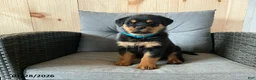 Rottweiler dogs for sale: Queen - Ad 2