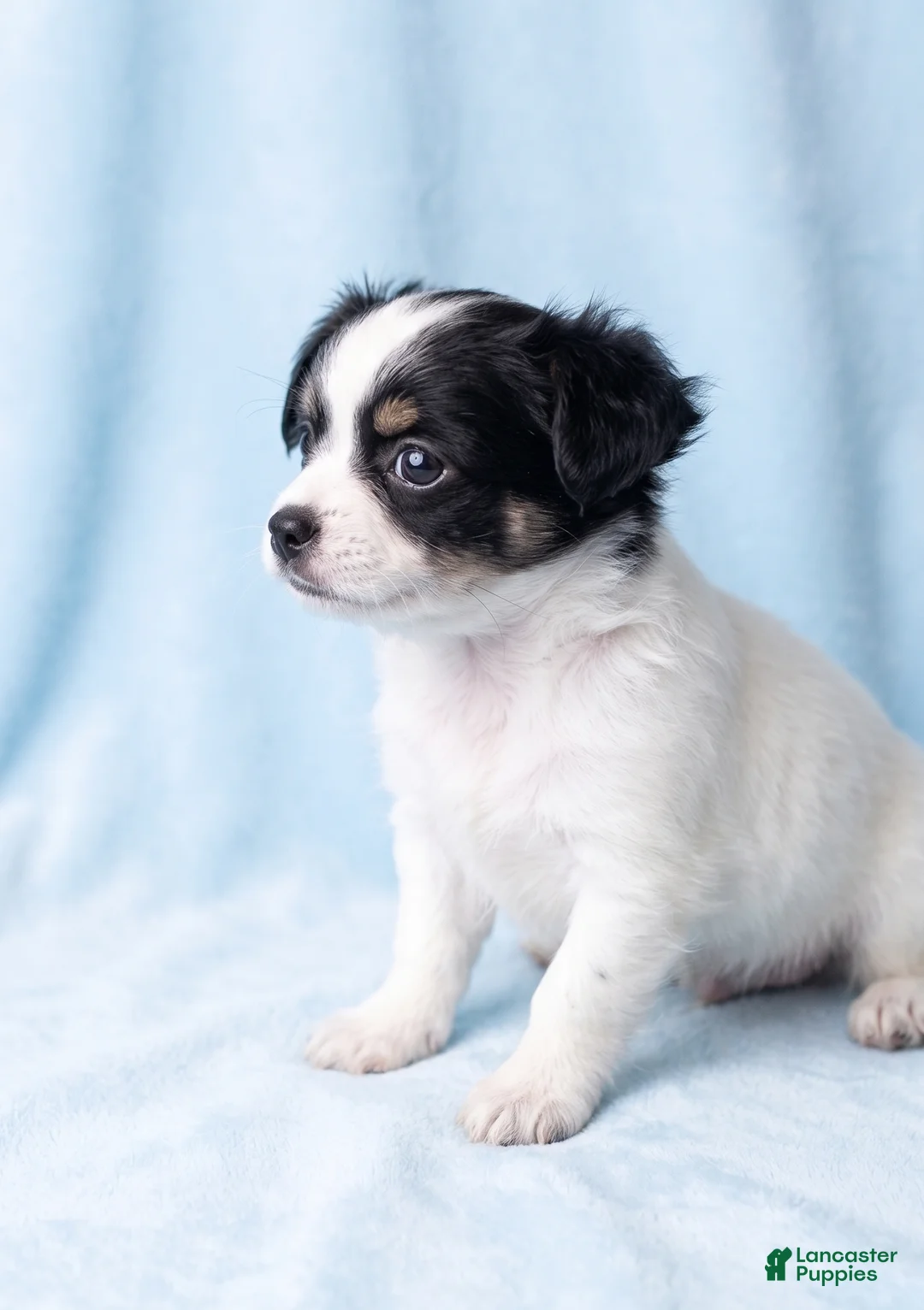 Mixed Breed dogs for sale: Bentley - Ad 3