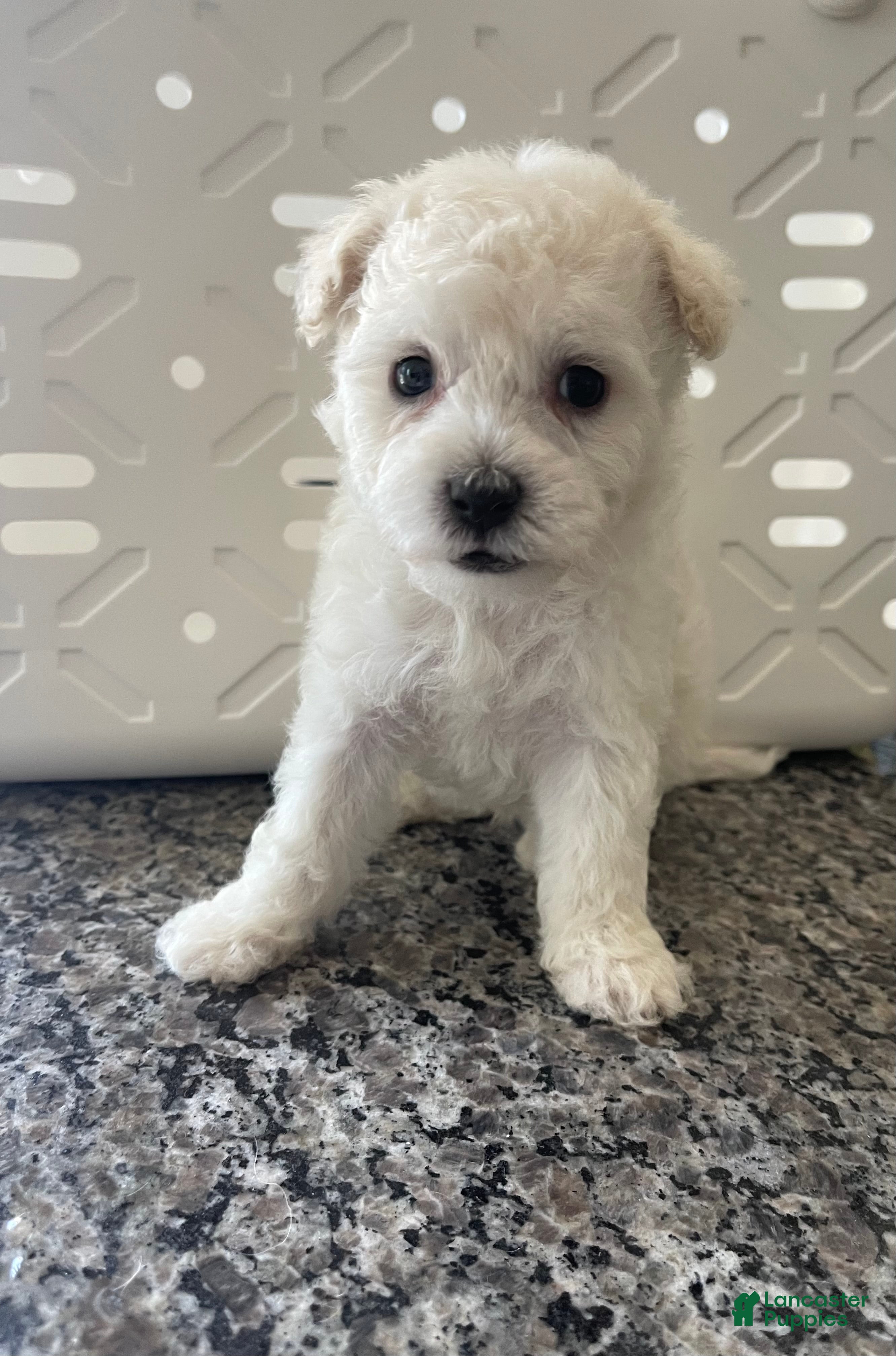 Miniature Poodle dogs Miniature Poodle 5 - Ad 9