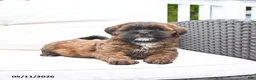 Mixed Breed dogs for sale: Pretzel - Ad 4