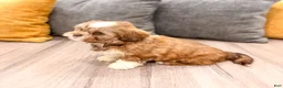 Shih Tzu dogs for sale: Skye - Ad 5