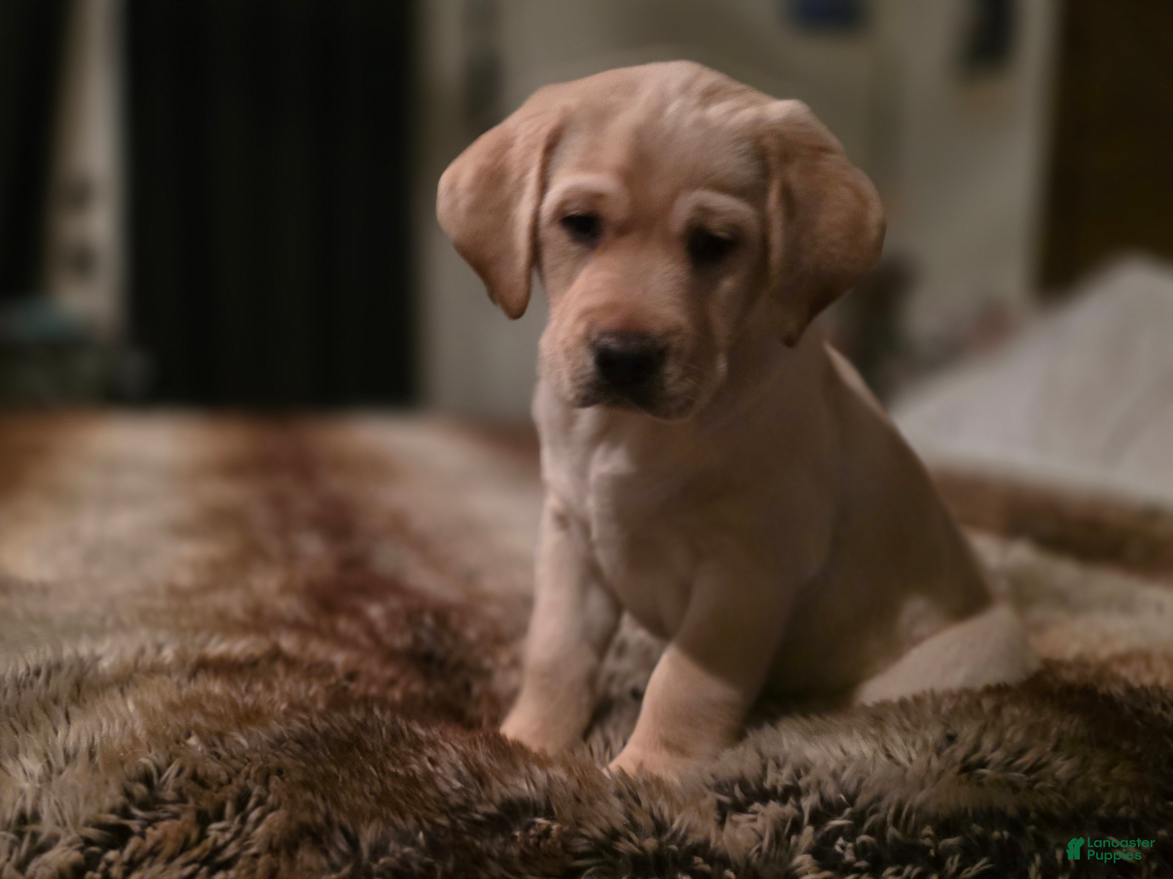 Labrador Retriever dogs Labrador Retriever Puppy 2 - Ad 7