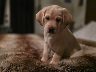 Labrador Retriever dogs Labrador Retriever Puppy 2 - Ad 7