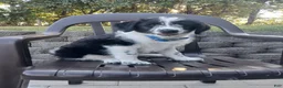 Mixed Breed dogs for sale: Maverick - Ad 6