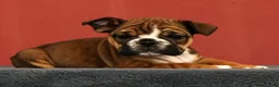 English Bulldog dogs for sale: Callie - Ad 4