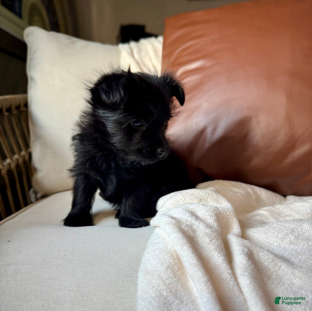 Yorkiepoo dogs for sale: Dakota - Ad 3