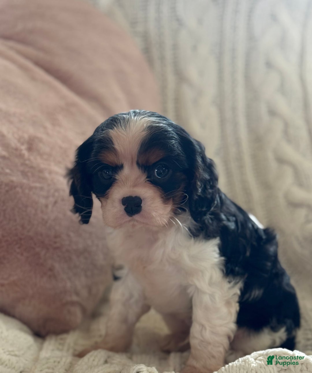 Cavalier King Charles Spaniel dogs for sale: Biscuit  - Ad 10