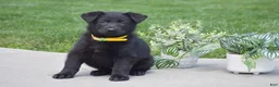 German Shepherd dogs for sale: Holly - Ad 1