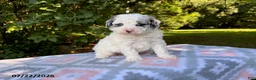 Miniature Poodle dogs for sale: Sparky - Ad 3