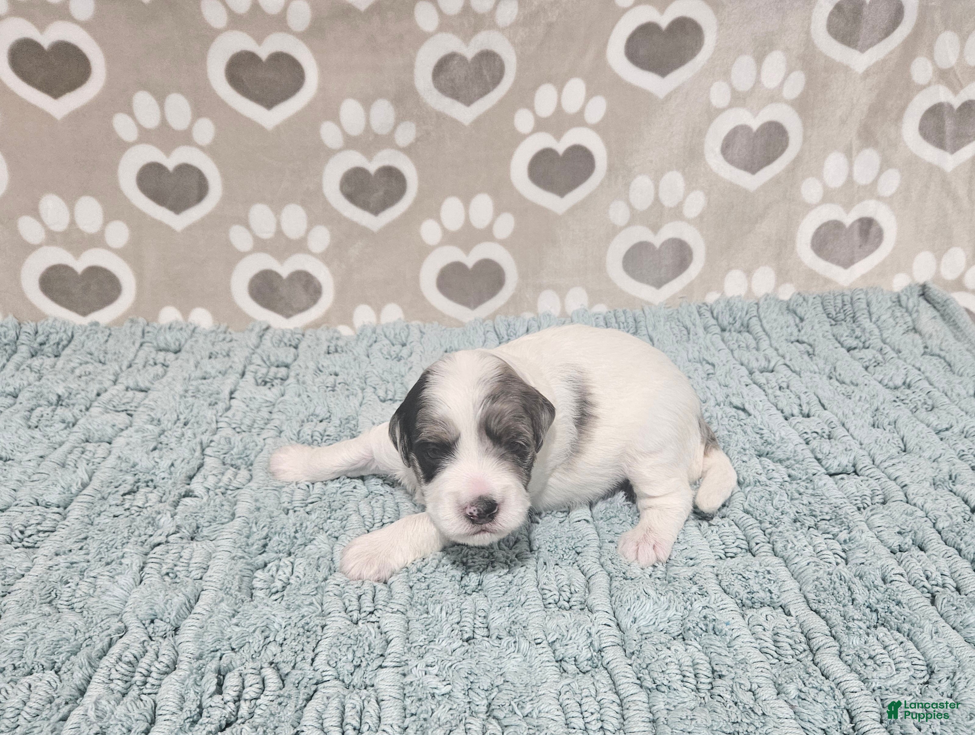 Mini Bernedoodle dogs F1b Jolene - Ad 7