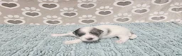 Mini Bernedoodle dogs for sale: F1b Jolene - Ad 1