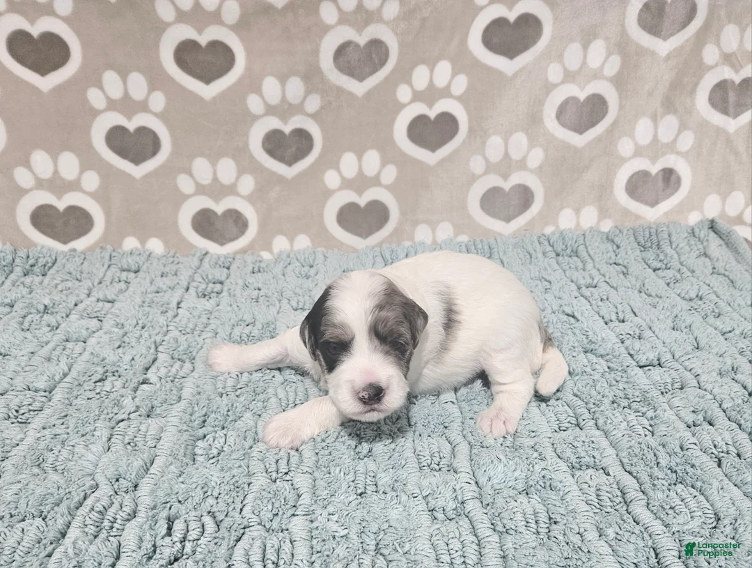 Mini Bernedoodle dogs for sale: F1b Jolene - Ad 1