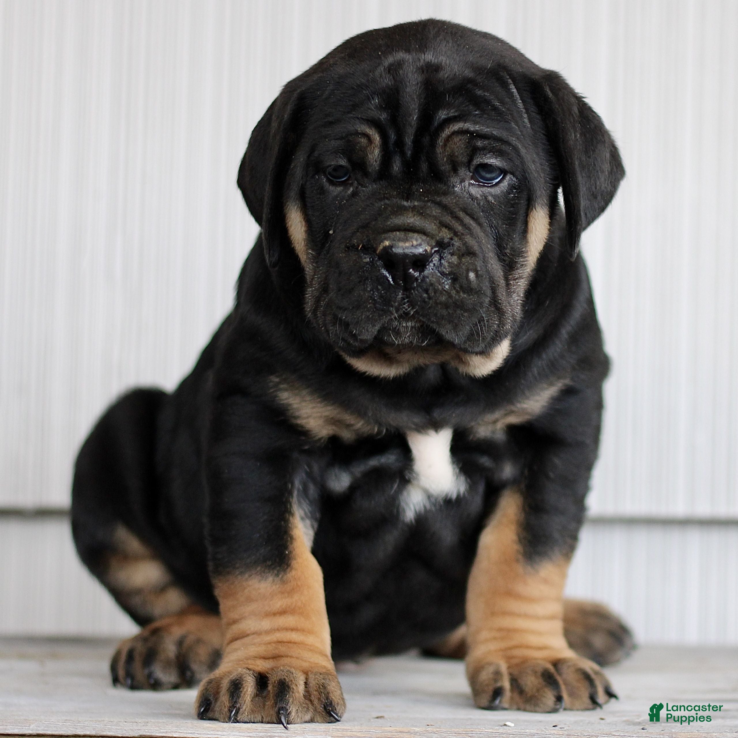 Cane Corso dogs Nina  - Ad 1