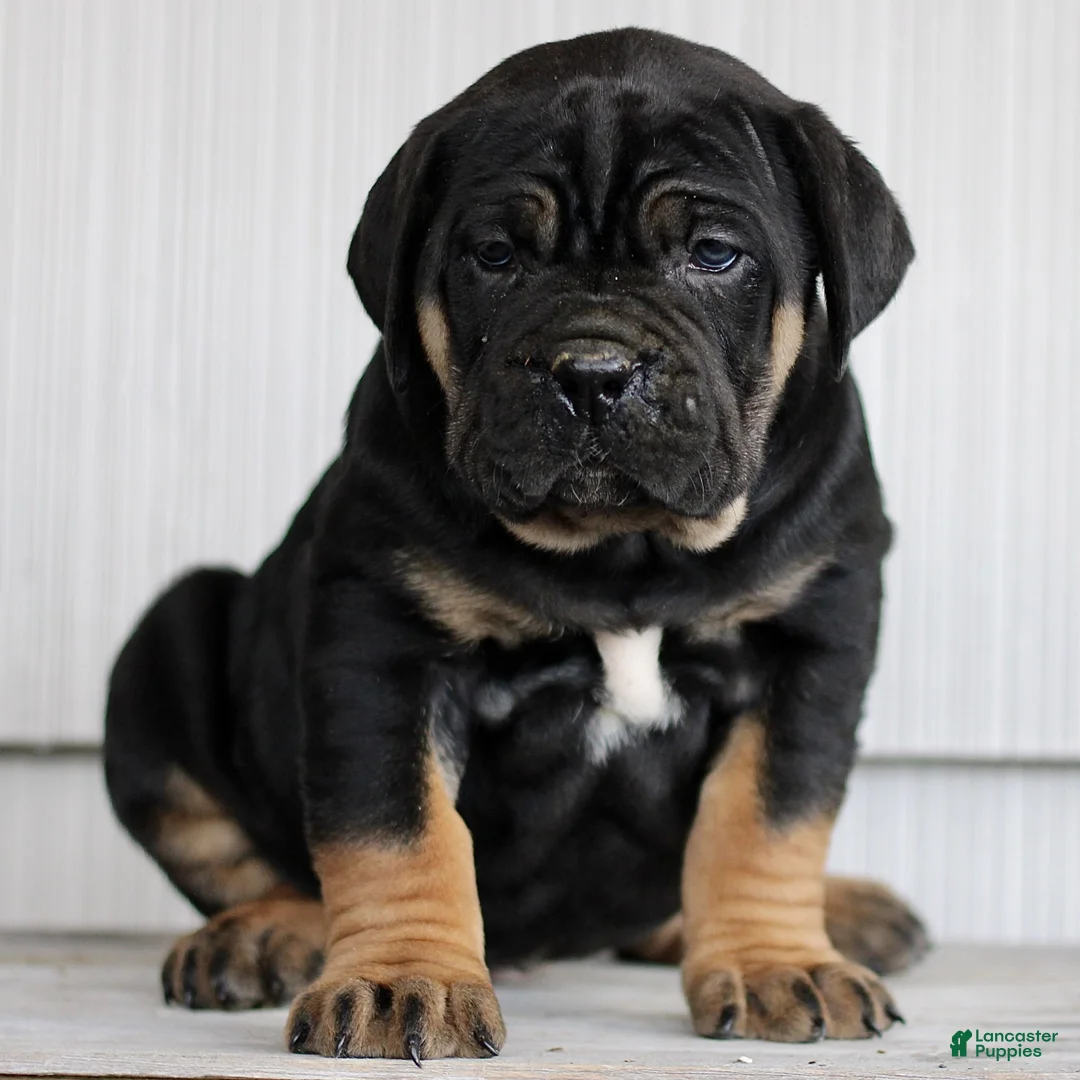 Cane Corso dogs for sale: Nina  - Ad 1