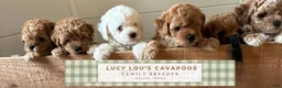 Cavapoo dogs for sale: Blitz  - Ad 5