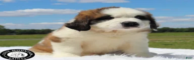 Breeze