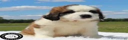 Saint Bernard dogs for sale: Breeze - Ad 1