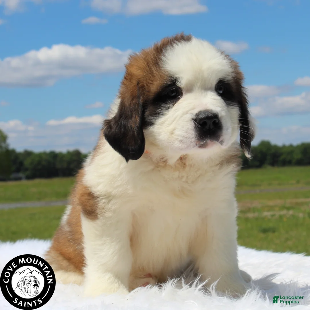 Saint Bernard dogs for sale: Breeze - Ad 1