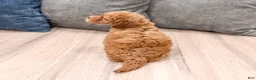 Mini Goldendoodle dogs for sale: Buddy - Ad 5