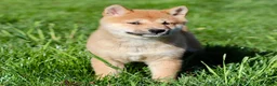 Shiba Inu dogs for sale: Moana - Ad 4