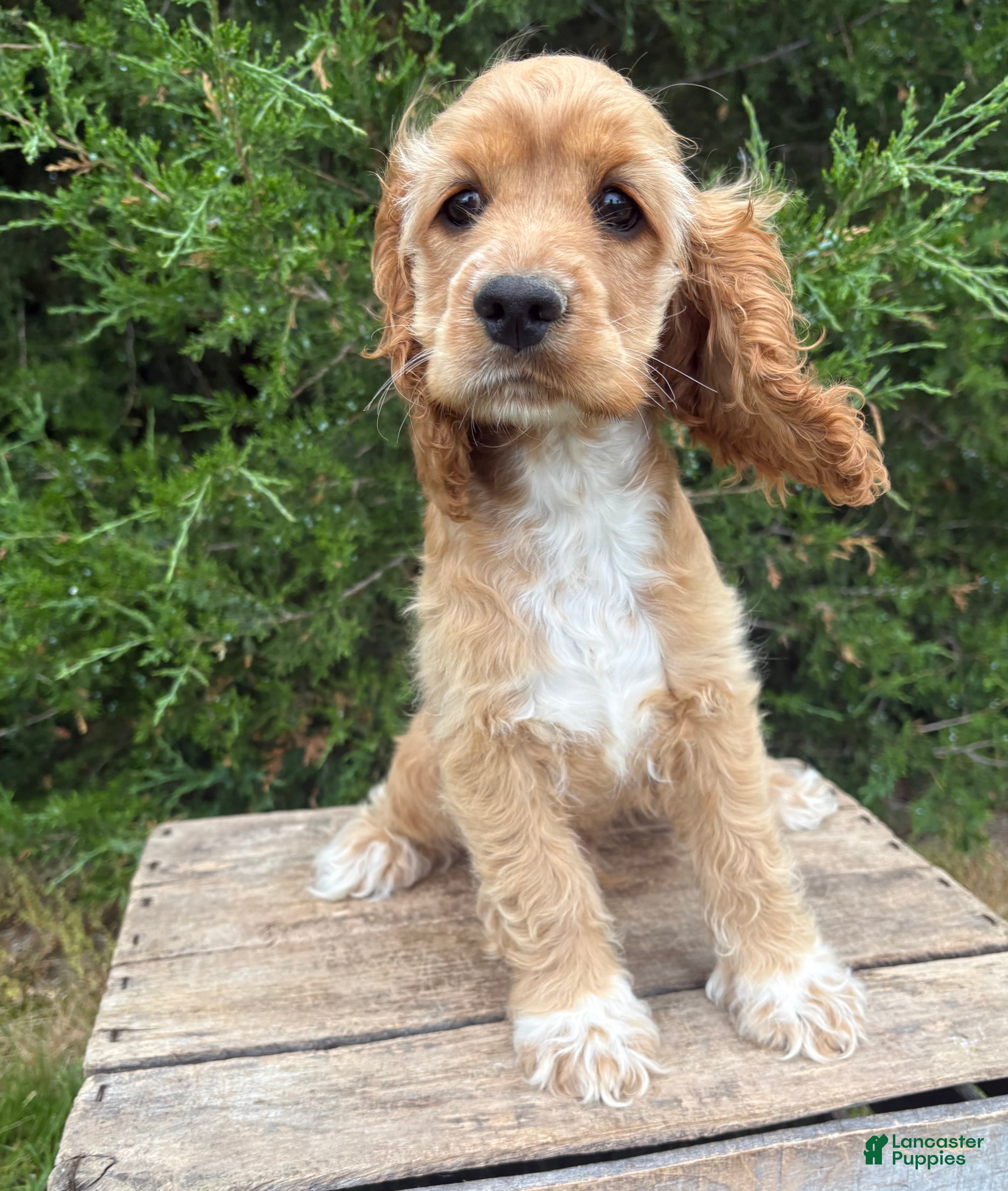 Cocker Spaniel dogs Jed - Ad 1