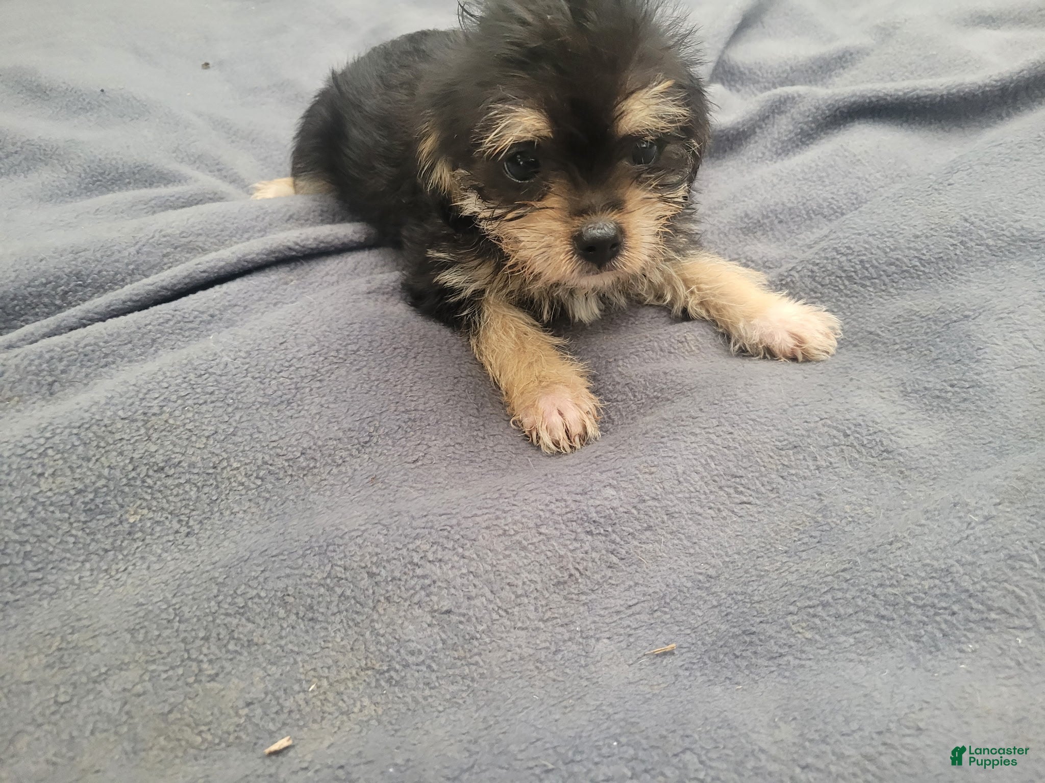 Morkie dogs Ash  - Ad 1
