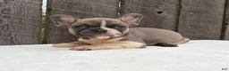 French Bulldog dogs for sale: Rowen - Ad 3