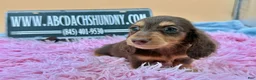 Miniature Dachshund dogs for sale: Miniature Dachshund Puppy 3 - Ad 5