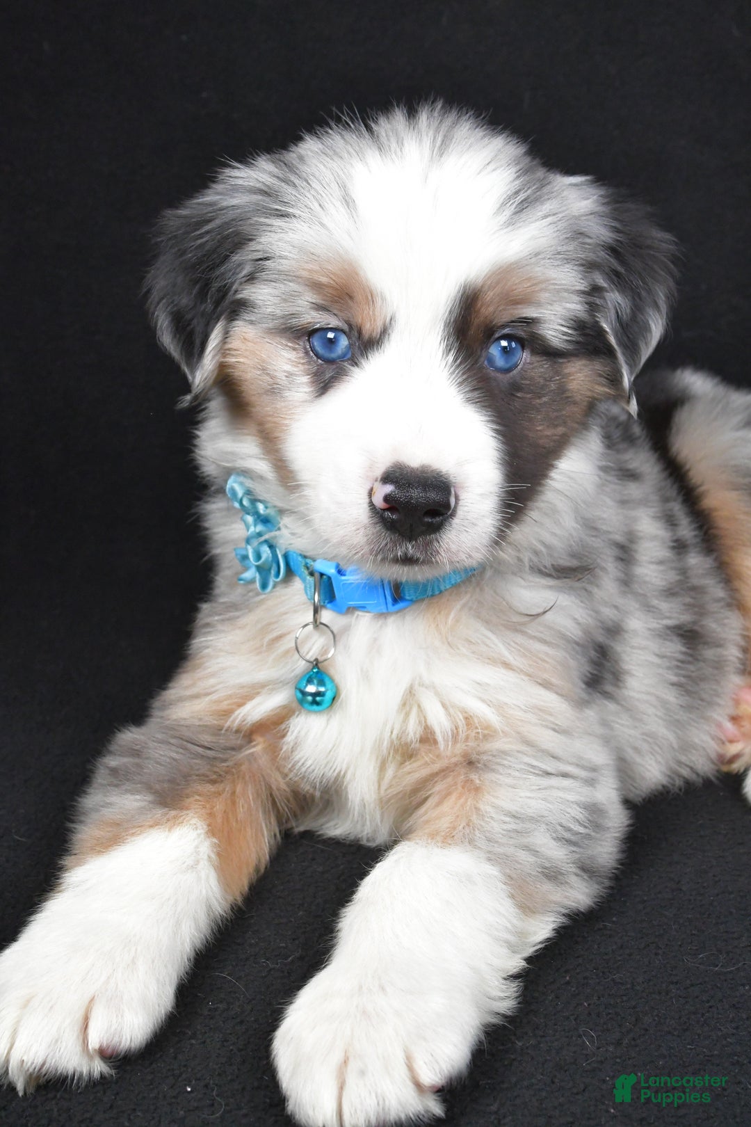 Miniature Australian Shepherd dogs for sale: Oscar - Ad 8