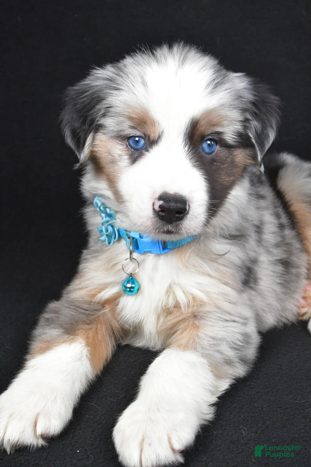 Miniature Australian Shepherd dogs for sale: Oscar - Ad 8