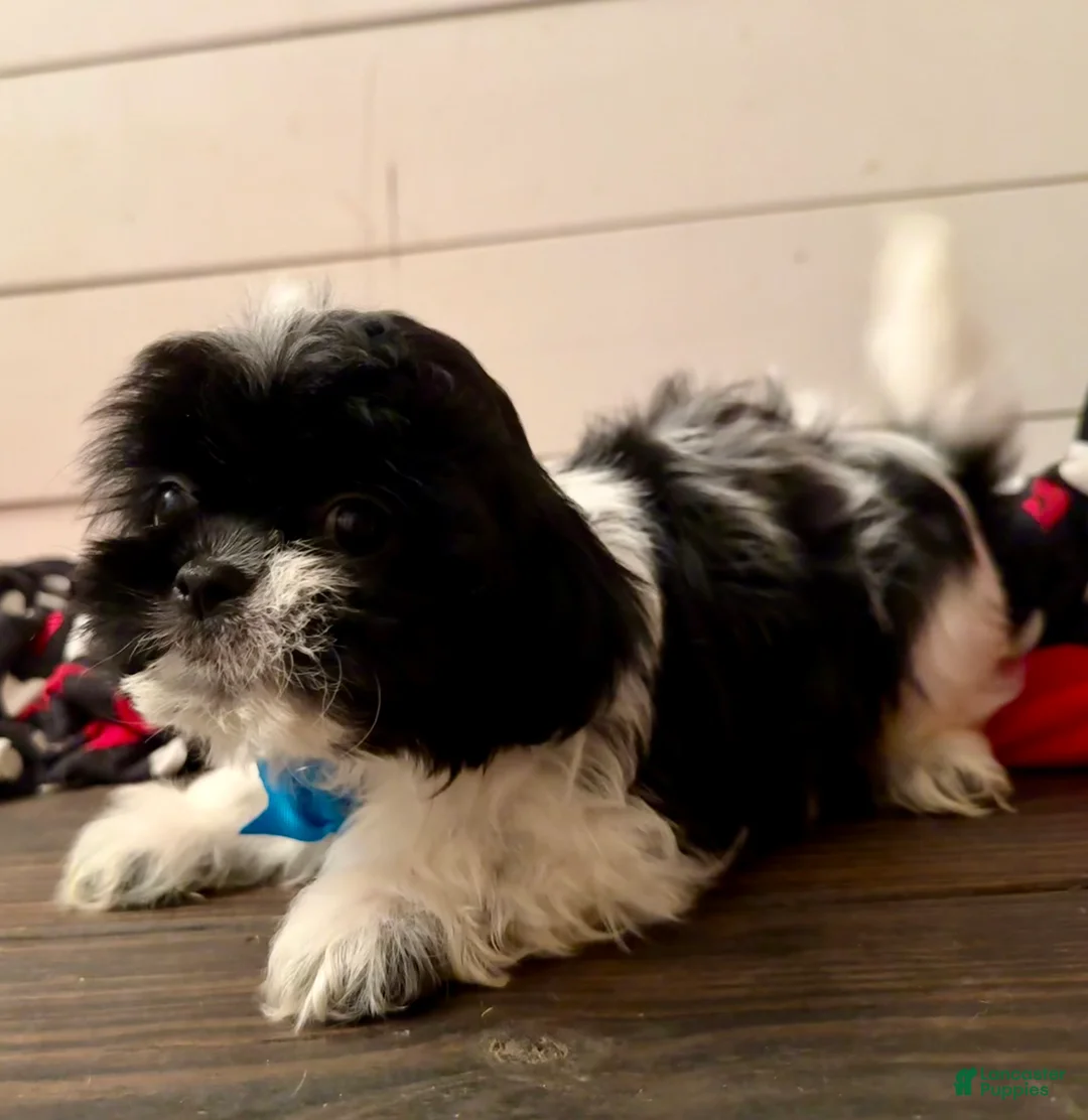 Shihpoo dogs for sale: Boq  - Ad 16