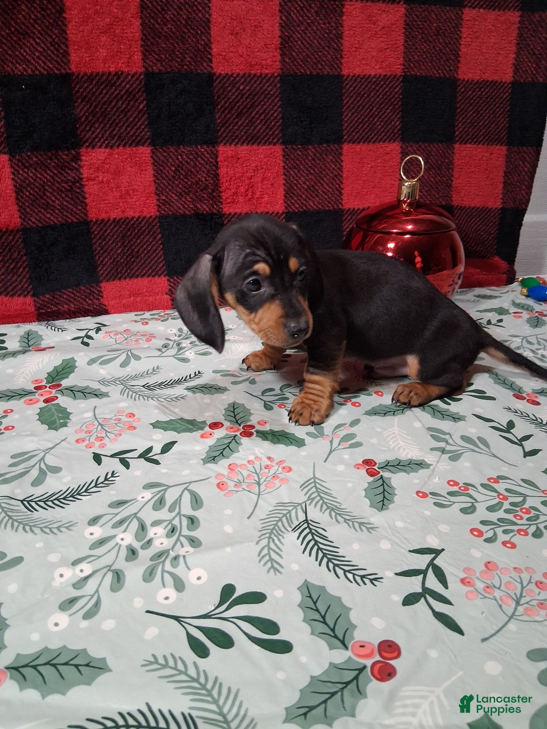 Miniature Dachshund dogs for sale: Snickers - Ad 3