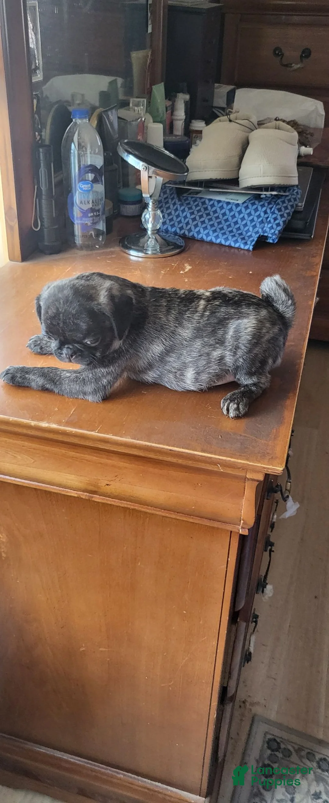 Pug dogs for sale: Neron - Ad 1