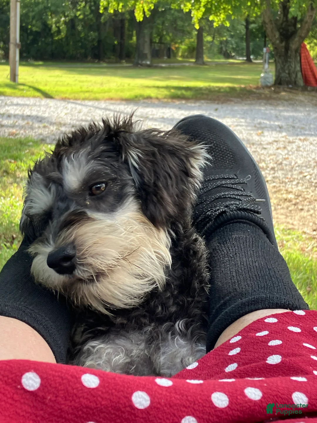 Miniature Schnauzer dogs for sale: Miniature Schnauzer 2 - Ad 4