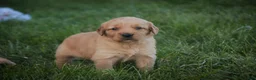 Golden Retriever dogs for sale: Jo Golden Retriever  - Ad 2