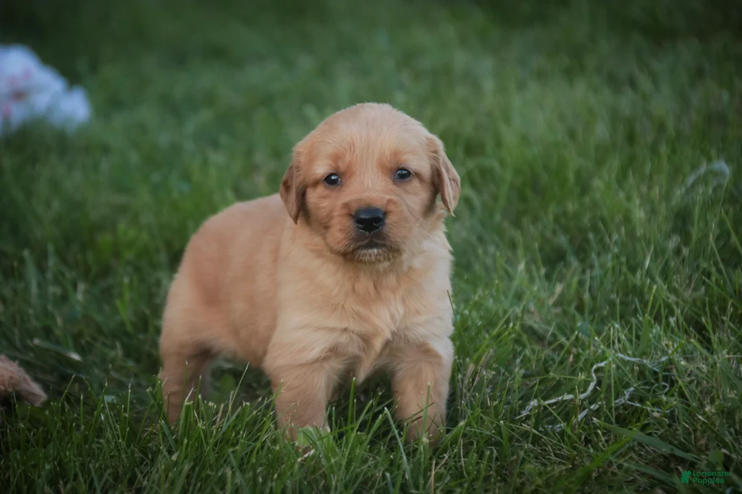 Golden Retriever dogs for sale: Jo Golden Retriever  - Ad 2